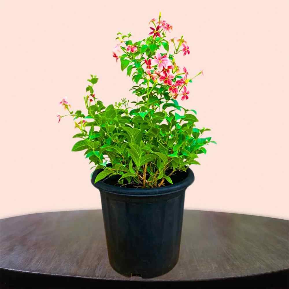 Red Madhumalti Plant